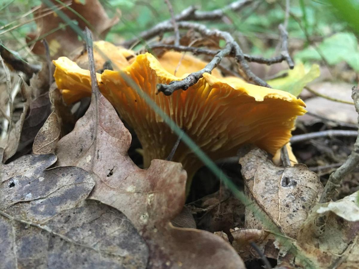 Appartamento Nenuphar Autun Esterno foto